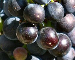 Cabernet Sauvignon, Medoc appalation wine notes