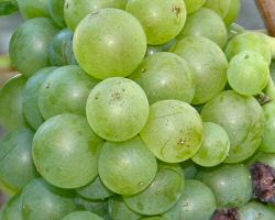 Sauvignon Blanc, Graves / Pessac-L&eacute;ognane;ognan wine notes