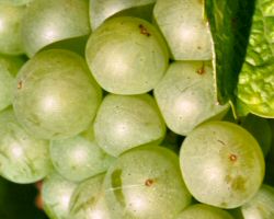 Semillon grape, Entre-Daux-Mers wine notes