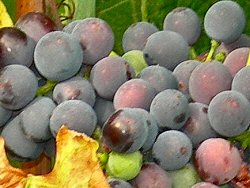 Beaujolais wines