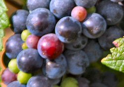 Burgundy Pinot Noir wine