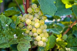 Limoux appellation, Languedoc wines and food pairing