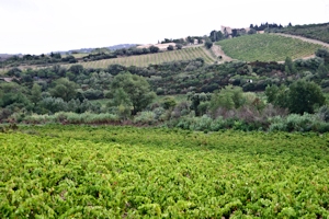 Corbi&egrave;res appellation, Languedoc wine and food pairing tips