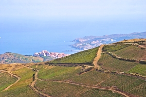 Banyuls, Roussillon wines and food pairing tips