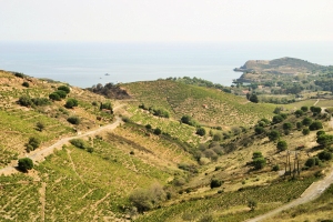 Collioure, Roussillon wine