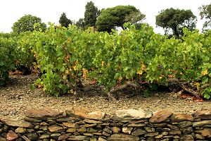 Faugeres, Languedoc wine and food pairing tips